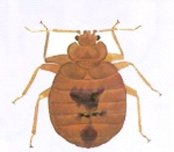 Picture of bedbug