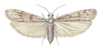 Picture of moth