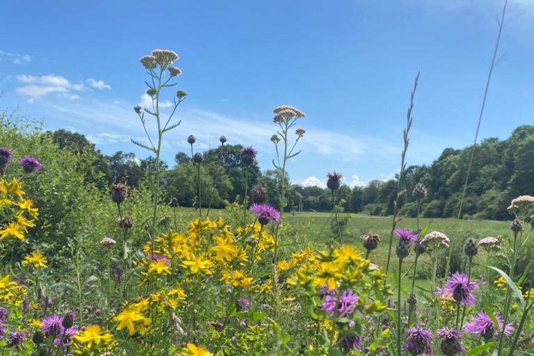Flowers blooming in Belair Park, June 2024