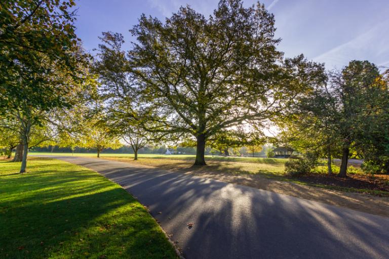 Large tree in Dulwich Park
