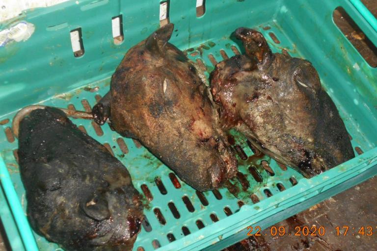 Animal waste