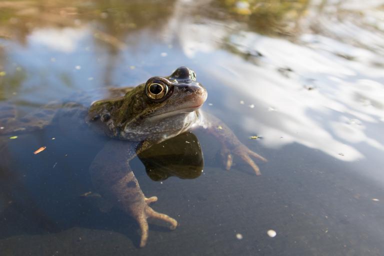 Centre for Wildlife Gardening - Frog