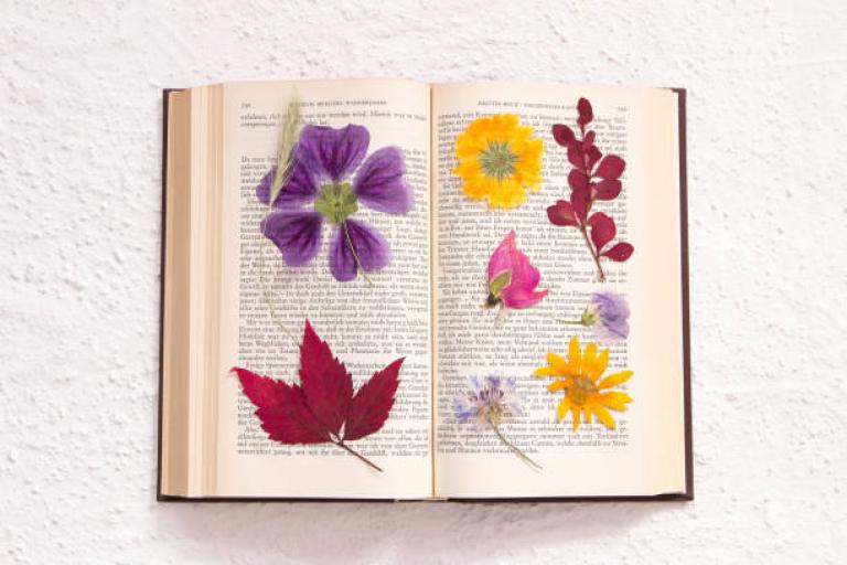 Pressed flowers in old book