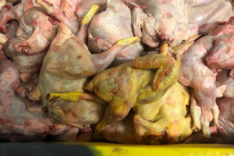 Animal by product