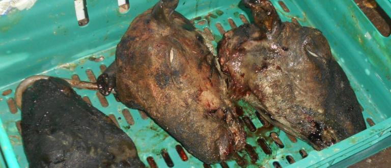 Animal waste