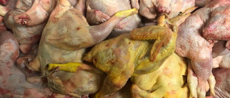 Animal by product