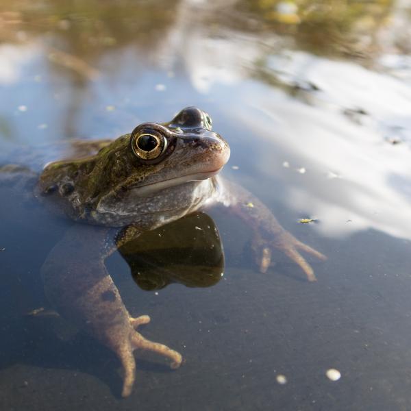 Centre for Wildlife Gardening - Frog