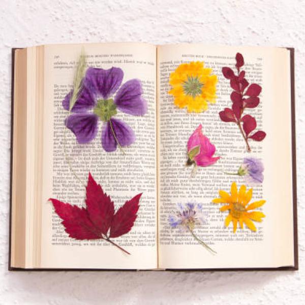 Pressed flowers in old book